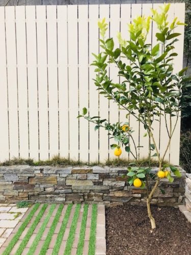 おすすめシンボルツリー レモンの木 Arch
